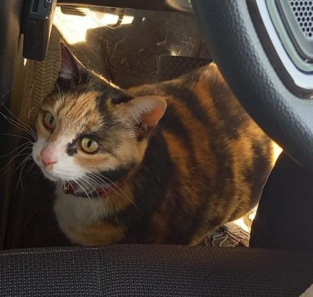 33833neko