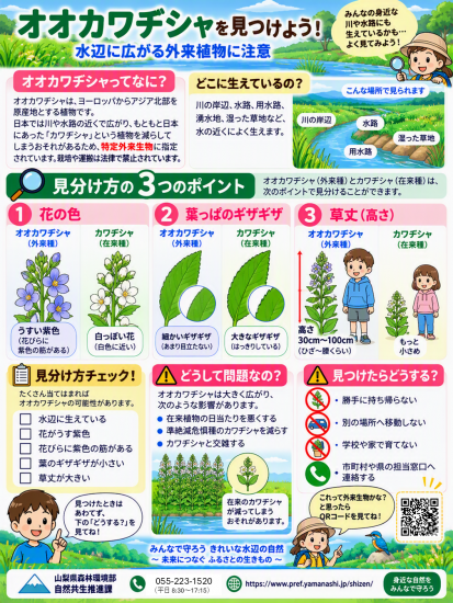 オオカワヂシャ