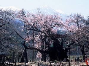 神代桜の画像