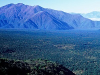 青木ヶ原樹海の画像