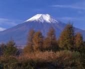 カラマツの紅葉と富士山
