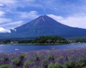 ラベンダーと富士山