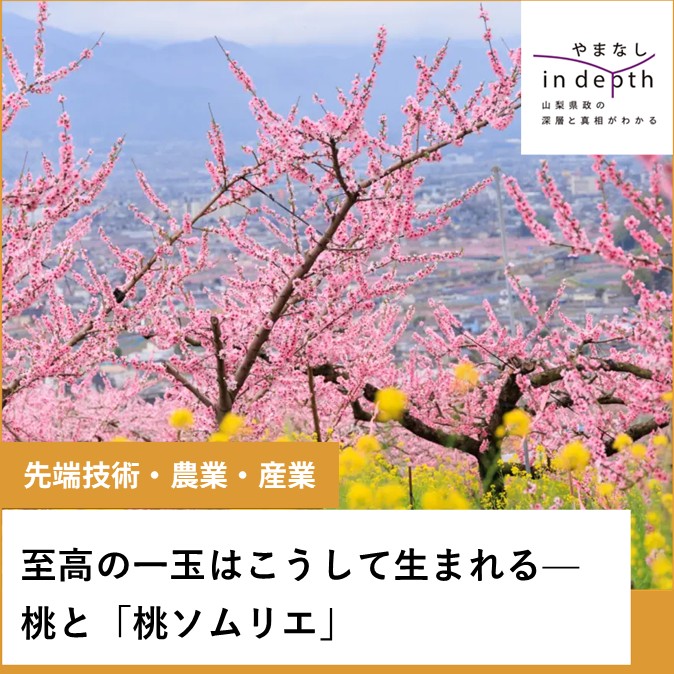 桃ソムリエ