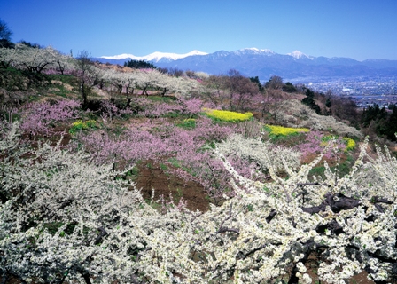 春爛漫（第1回やまなし農村風景写真コンクールより）