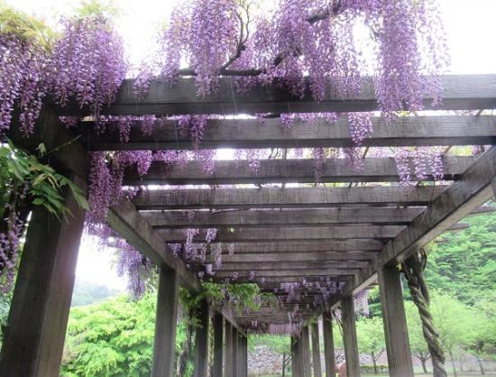 令和4年5月13日の小金沢公園の藤