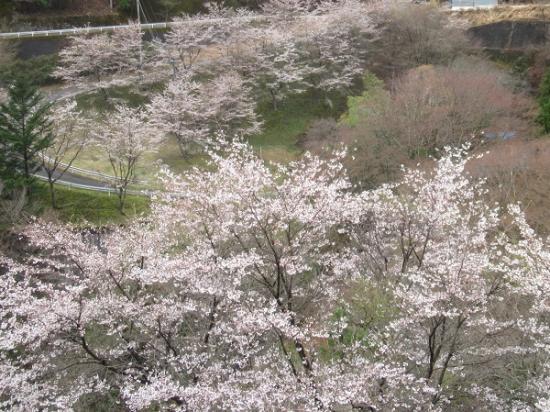令和5年3月30日に撮影した桜3