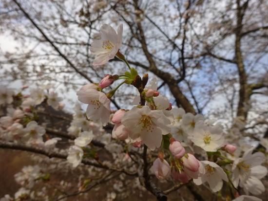 令和5年3月30日に撮影した桜4