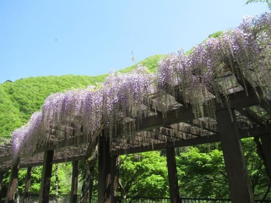 令和5年4月28日に撮影した藤1