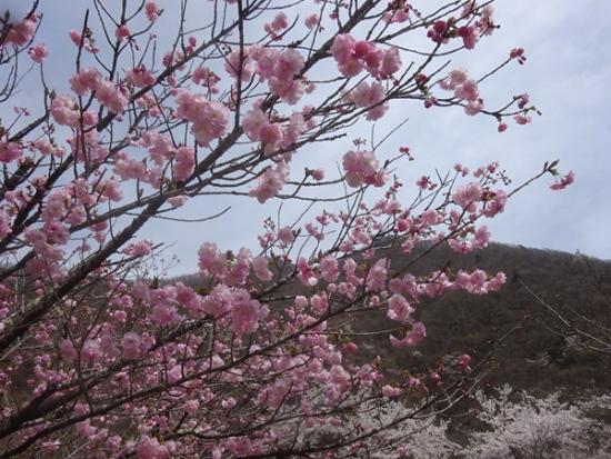 令和6年4月11日撮影の小金沢公園3