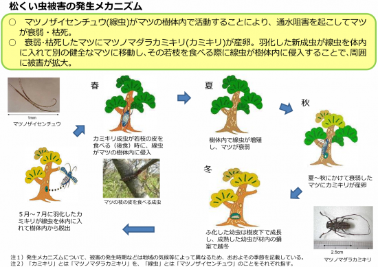 松くい虫被害の発生メカニズム
