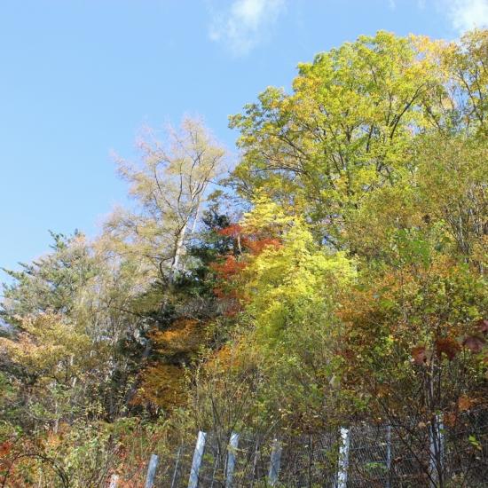 紅葉の斜面