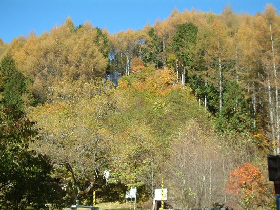 針広混交林