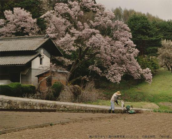 【審査委員長賞】桜の頃