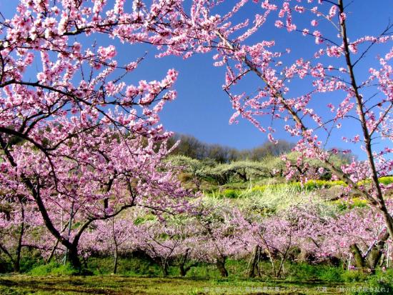 【入選】桃の花が咲き乱れ