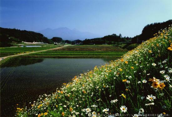 【入選】農道法面を彩るお花畑