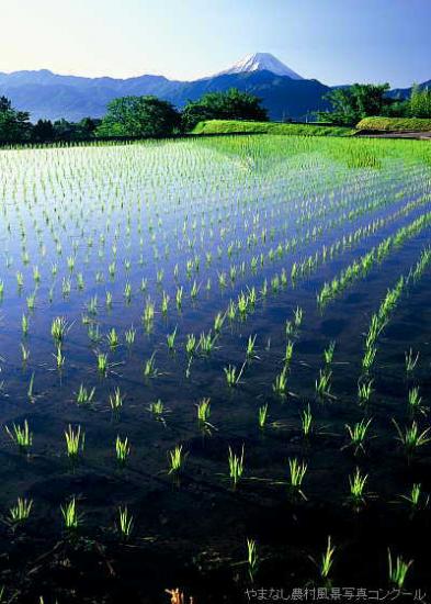 16入選（風景）「田植えのあと」C