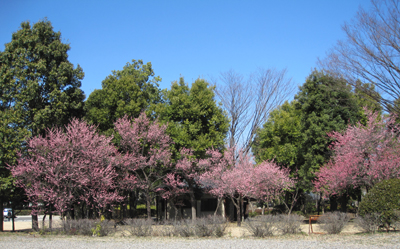 公園梅