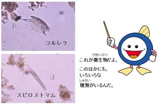 微生物の写真