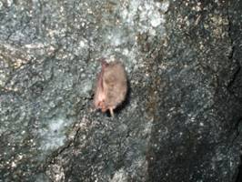西湖蝙蝠穴及びコウモリ