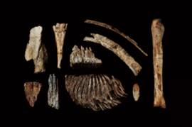 兄川から出土したナウマン象等の化石