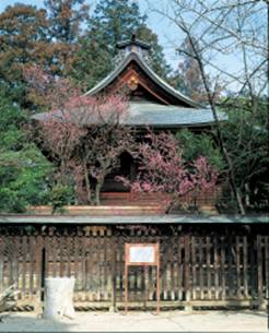 一宮浅間神社の夫婦ウメ