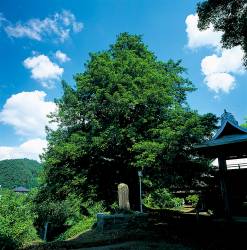 智光寺のカヤ