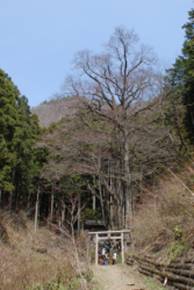 軍刀利神社のカツラ