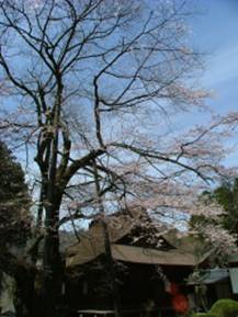 雲峰寺のサクラ