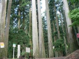 身延山の千本杉