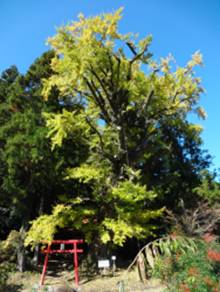 福士金山神社のイチョウ