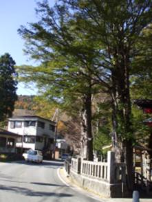 忍草浅間神社のイチイ群