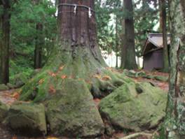 河口浅間神社の七本スギ