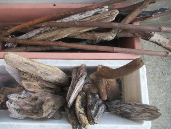 令和7年12月9日の流木3