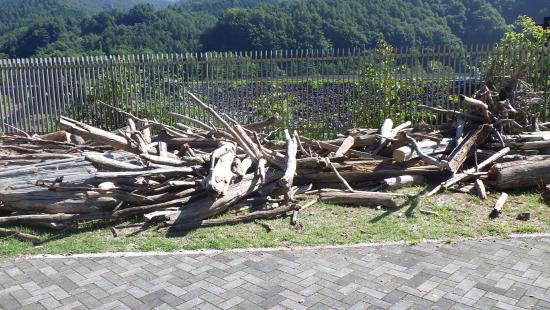 流木写真4（250819）