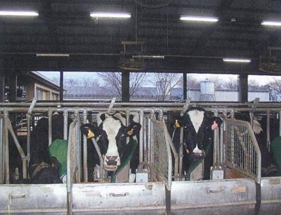 乳牛飼養試験
