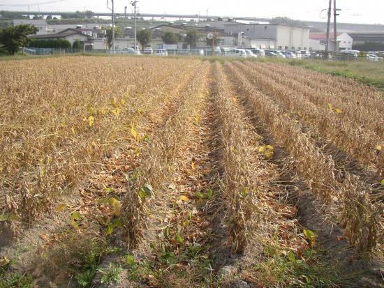 大豆原種生産