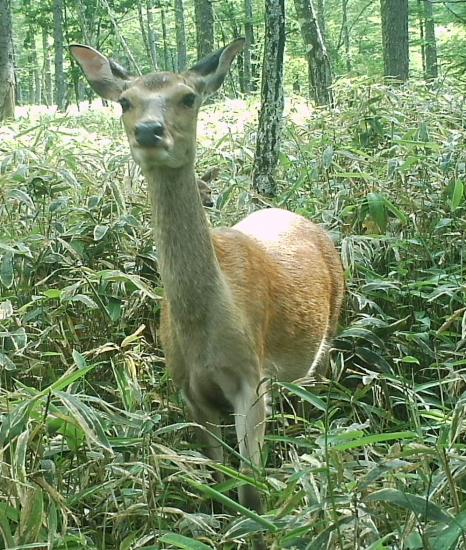 メスジカの例1