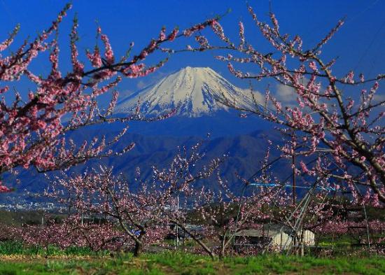 風景写真（桃色に染まる頃）