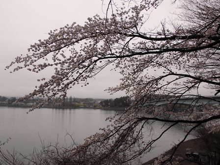 産屋ヶ崎の桜2