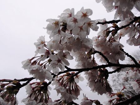 産屋ヶ崎の桜4