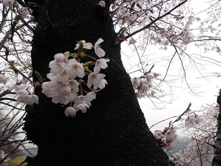 産屋ヶ崎の桜5