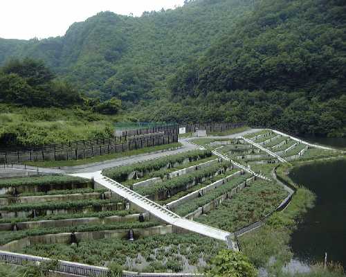 植生浄化施設