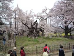 山高の神代ザクラ