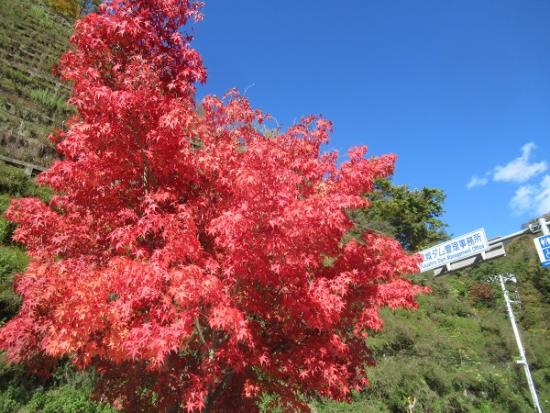 令和4年11月2日撮影の紅葉2