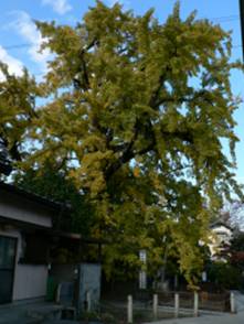 上沢寺のオハツキイチョウ