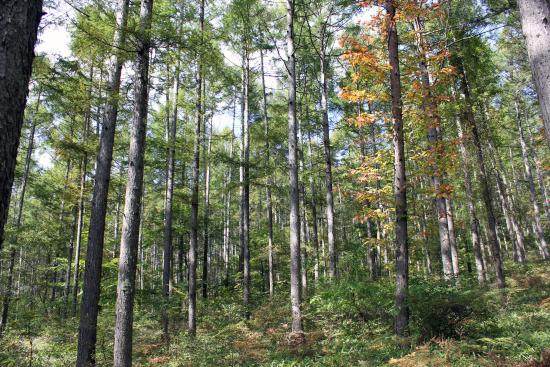 小淵沢大平の県有林カラマツ造林地