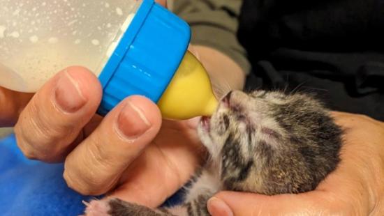 R8犬猫