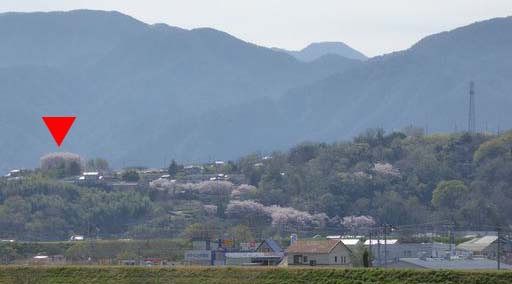 角川桜並木