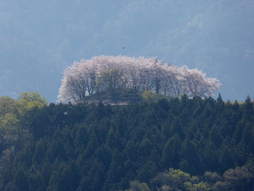 桜咲く王塚