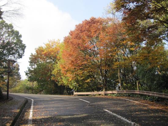 登ること10分。紅葉がきれいです。